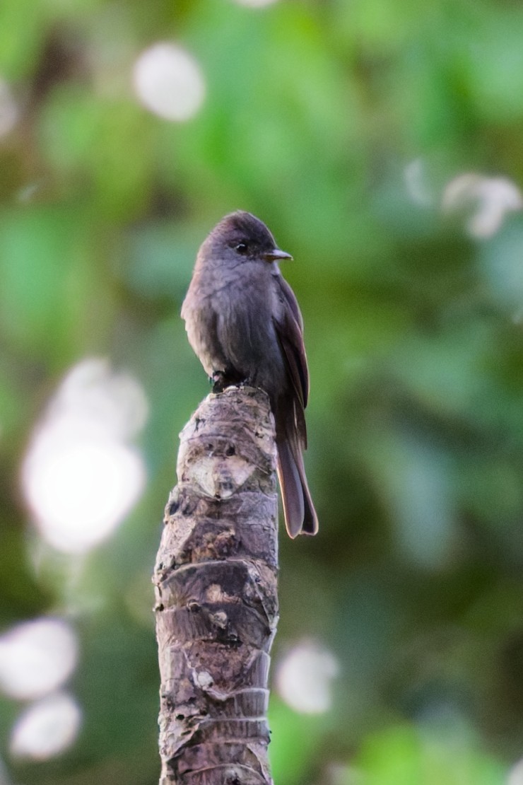 Pibí Negruzco - ML646403037