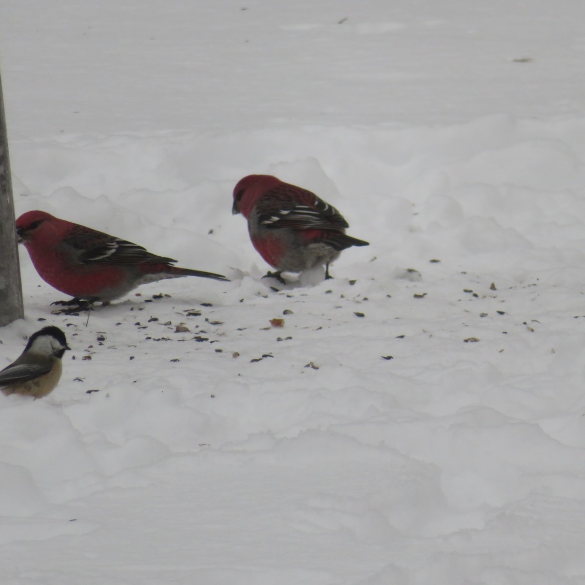 Camachuelo Picogrueso - ML646403041