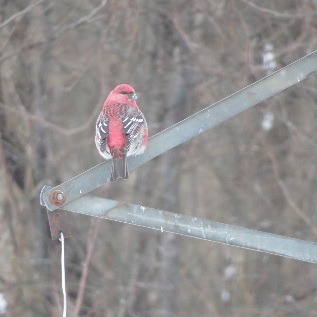 Camachuelo Picogrueso - ML646403042