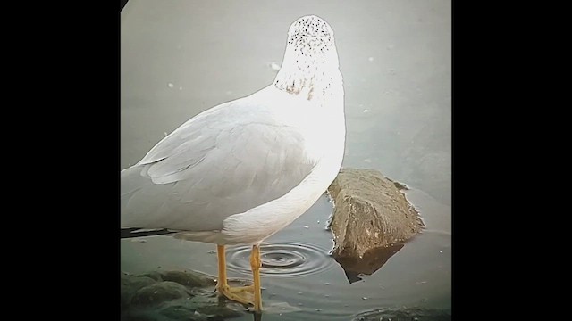 Ring-billed Gull - ML646403043