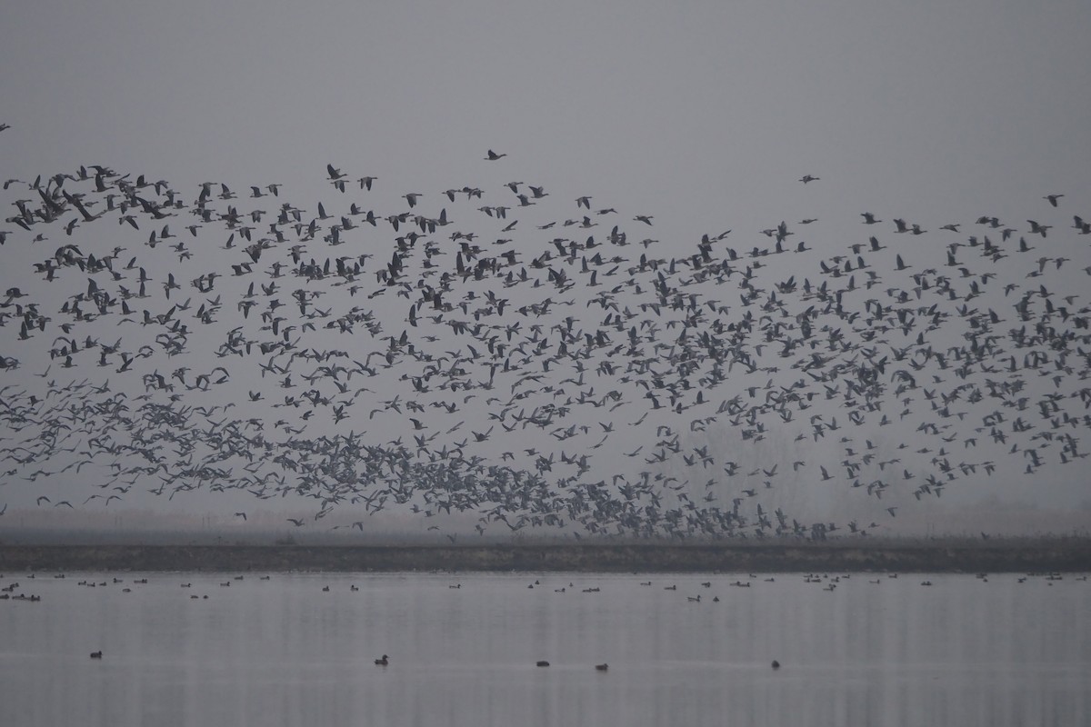 Greater White-fronted Goose (Eurasian) - ML646403046