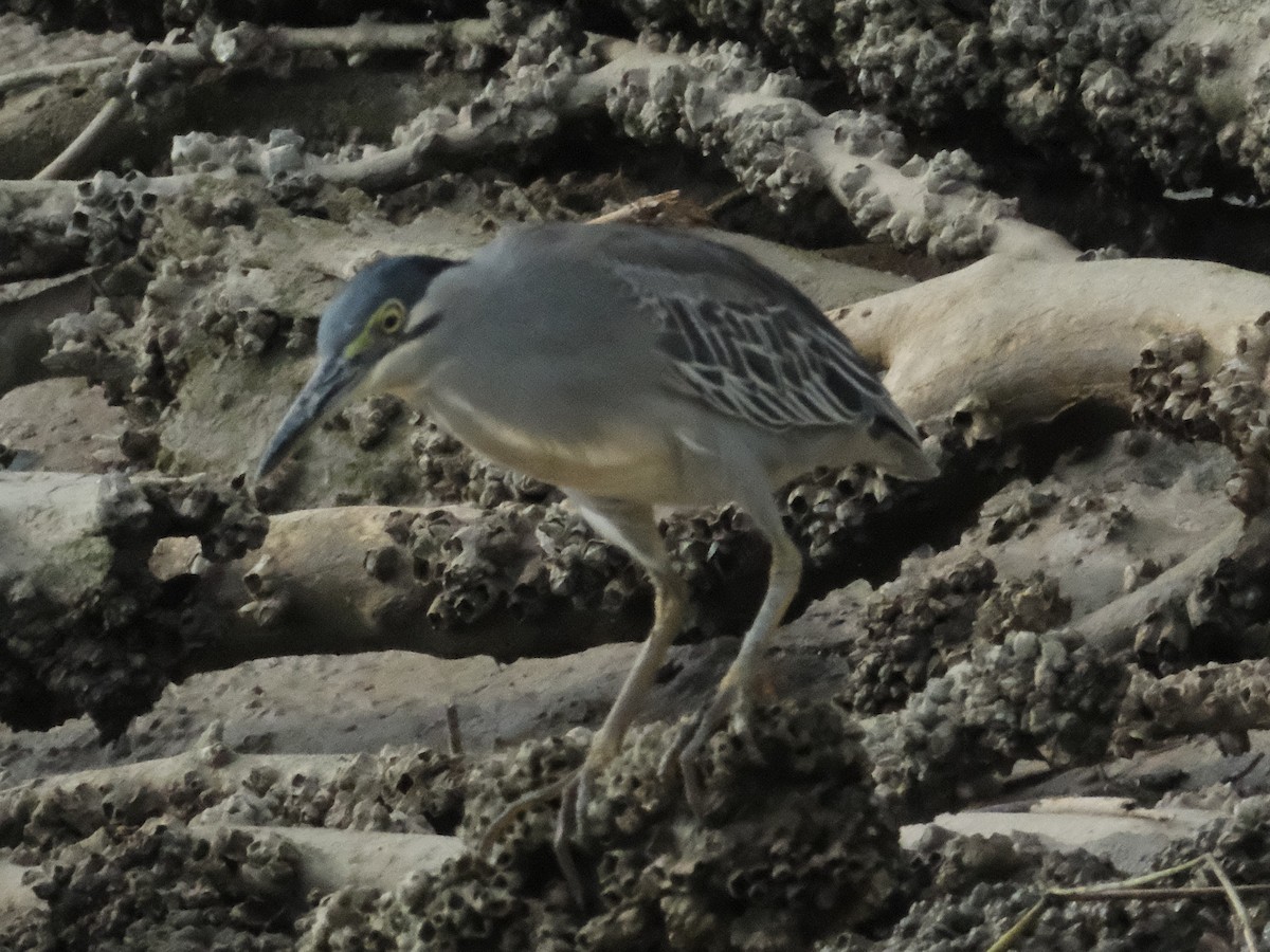 Little Heron - ML646403050