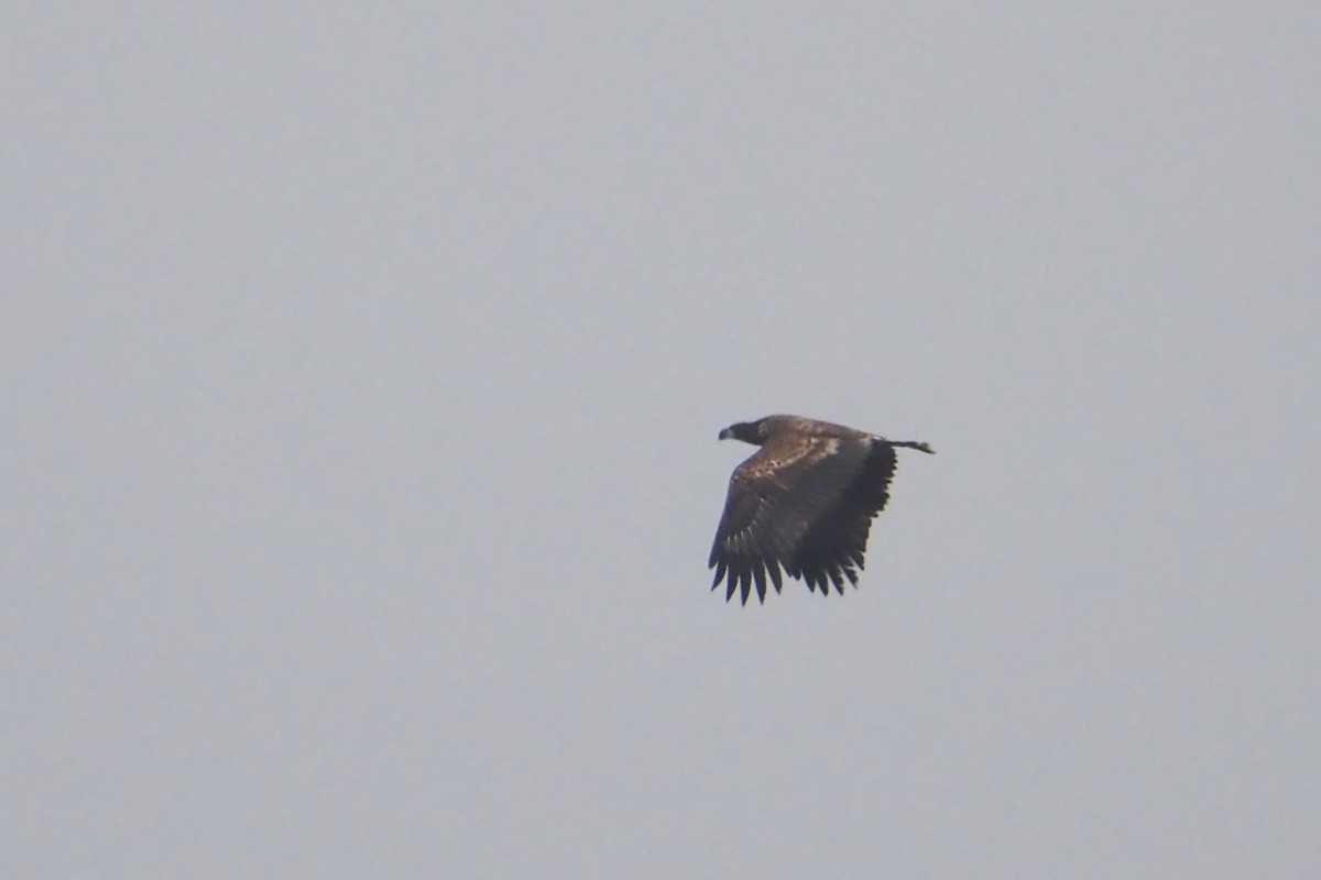 White-tailed Eagle - ML646403052