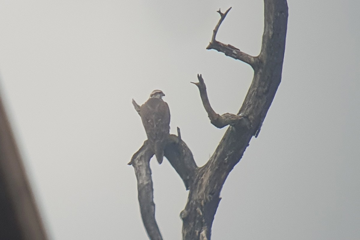 Saker Falcon - ML646403053