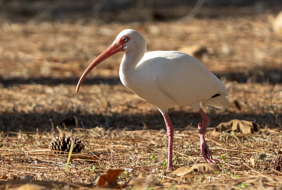 Ak Aynak - ML646403058