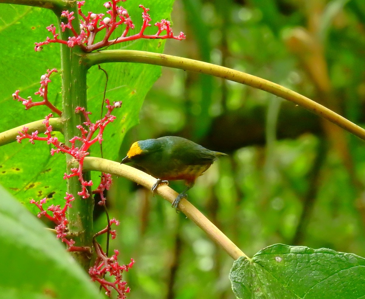 Olive-backed Euphonia - ML646403059