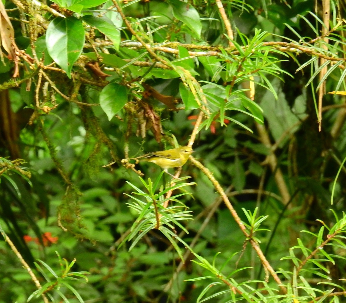 Червоїд світлобровий - ML646403061