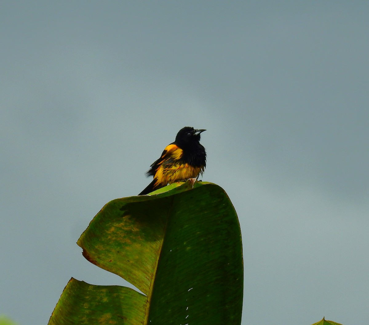 Black-cowled Oriole - ML646403062