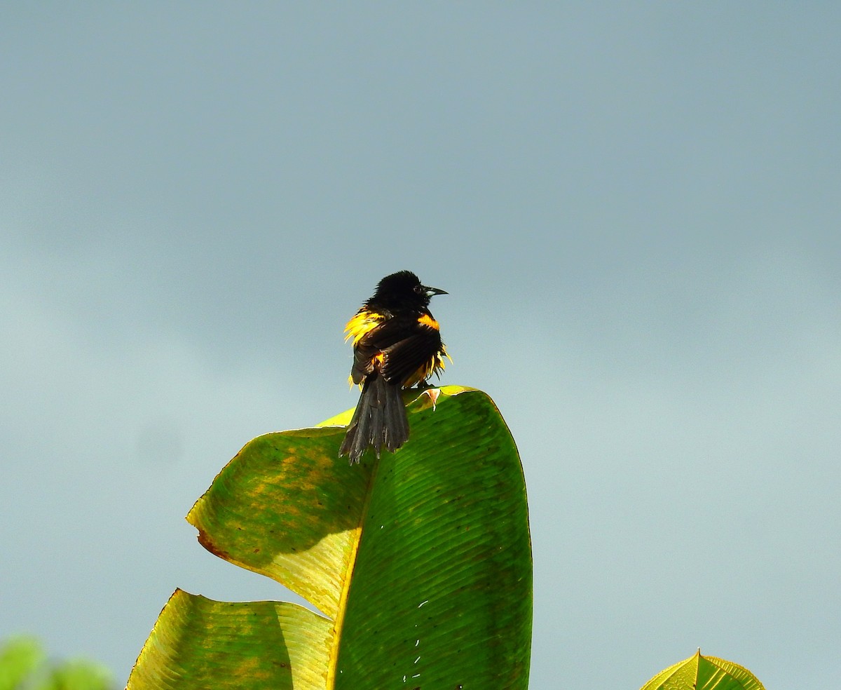 Black-cowled Oriole - ML646403063