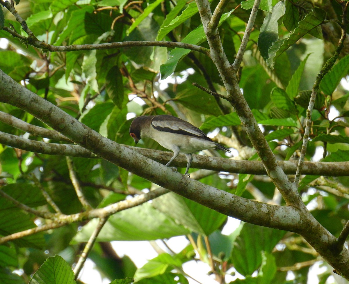 Masked Tityra - ML646403064