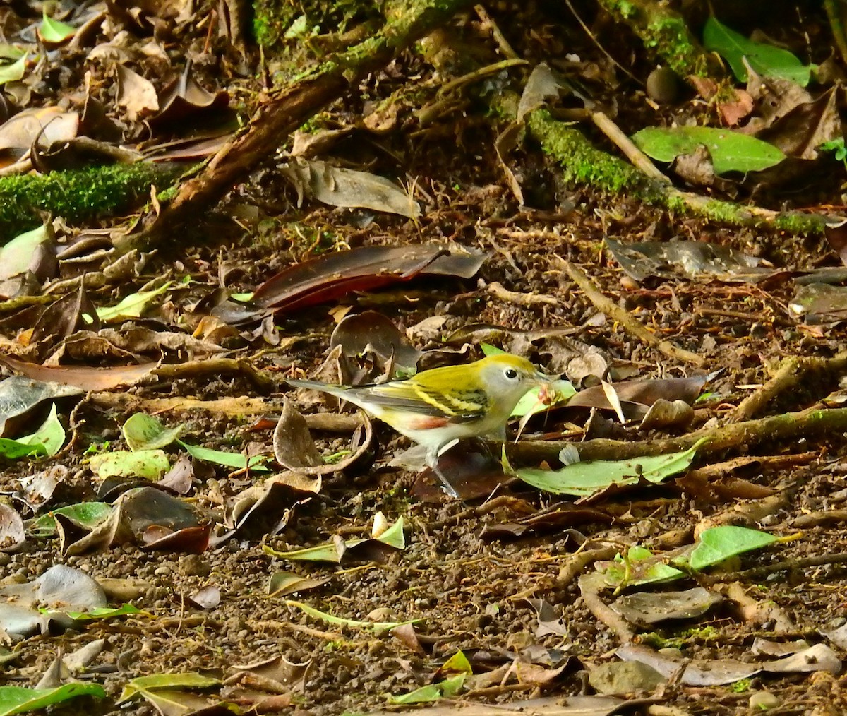 Chestnut-sided Warbler - ML646403065