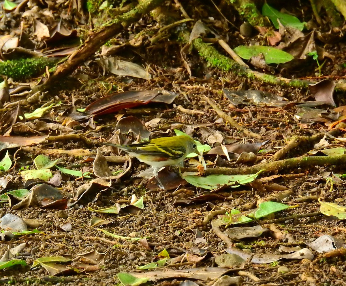 Chestnut-sided Warbler - ML646403066