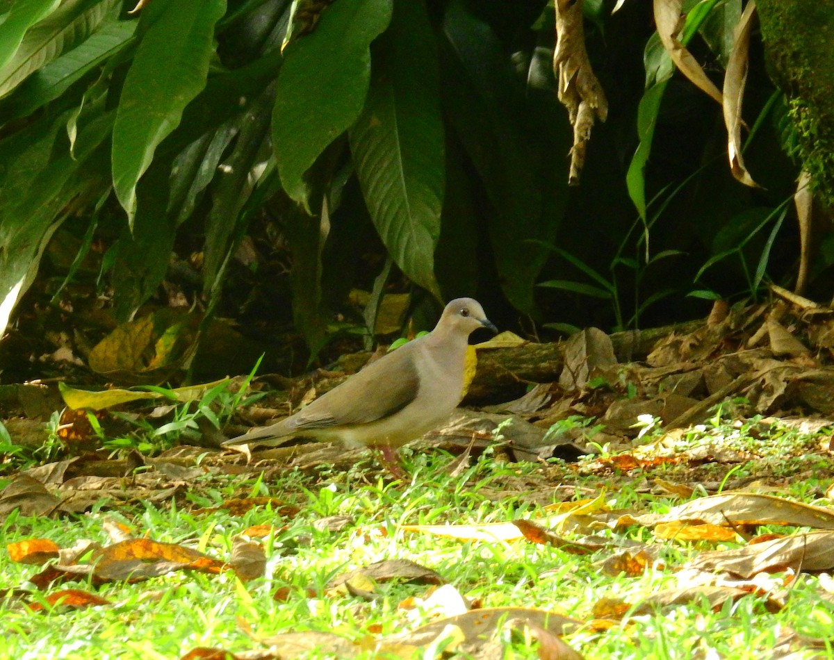 White-tipped Dove - ML646403067