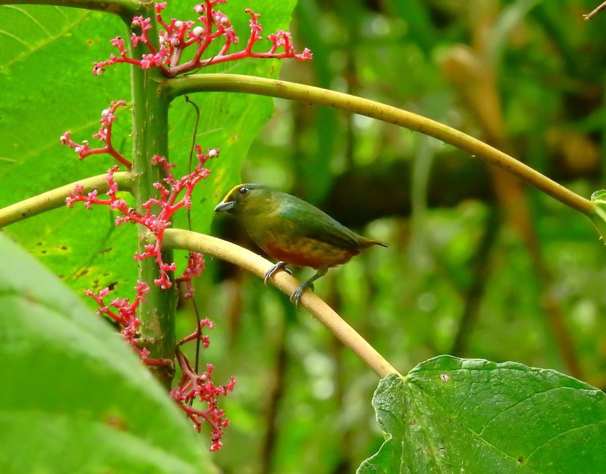 Olive-backed Euphonia - ML646403069