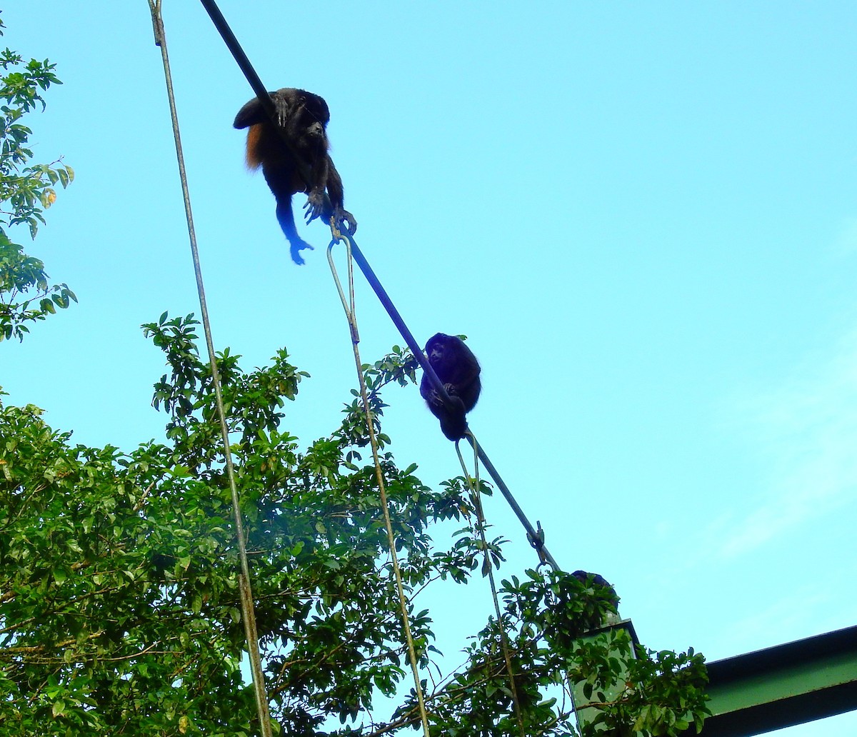 Mantled Howler Monkey - ML646403070