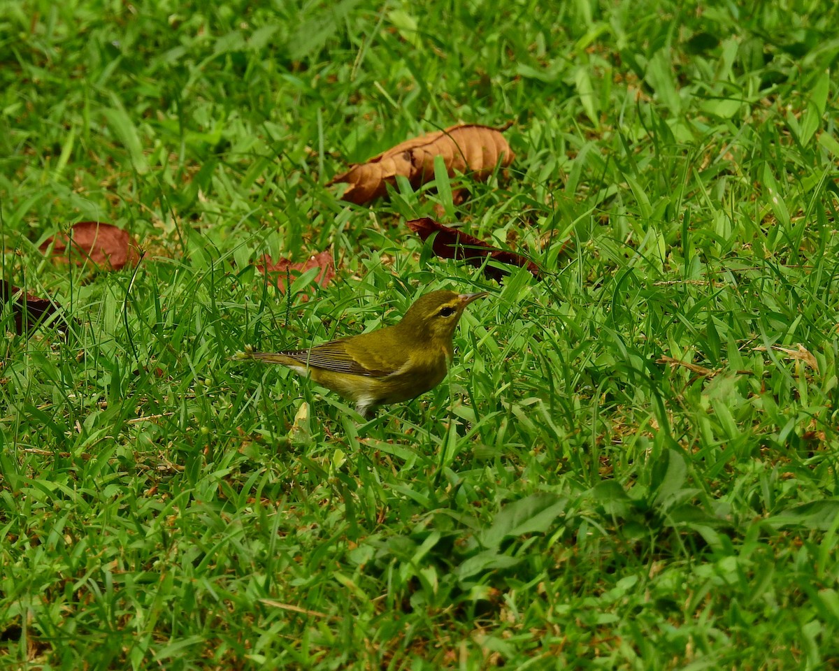 Червоїд світлобровий - ML646403071