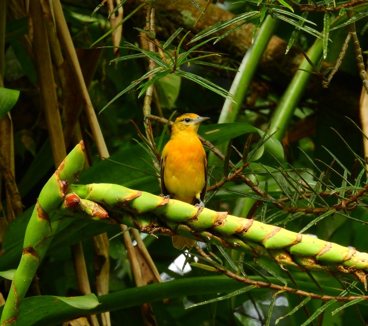 Baltimore Oriole - ML646403072
