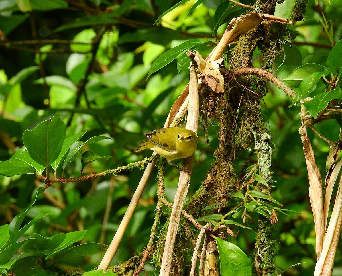 Червоїд світлобровий - ML646403073