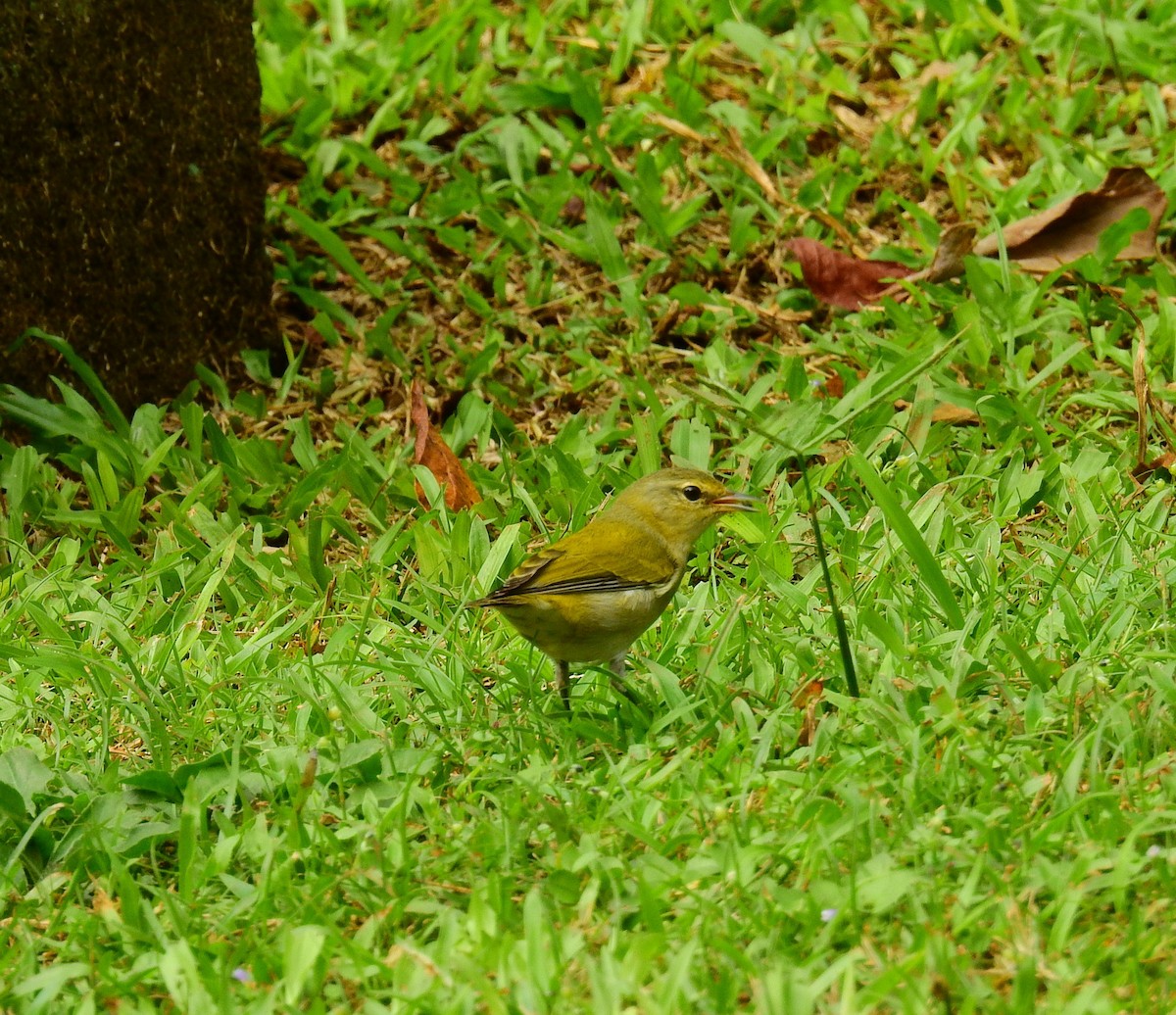 Червоїд світлобровий - ML646403074