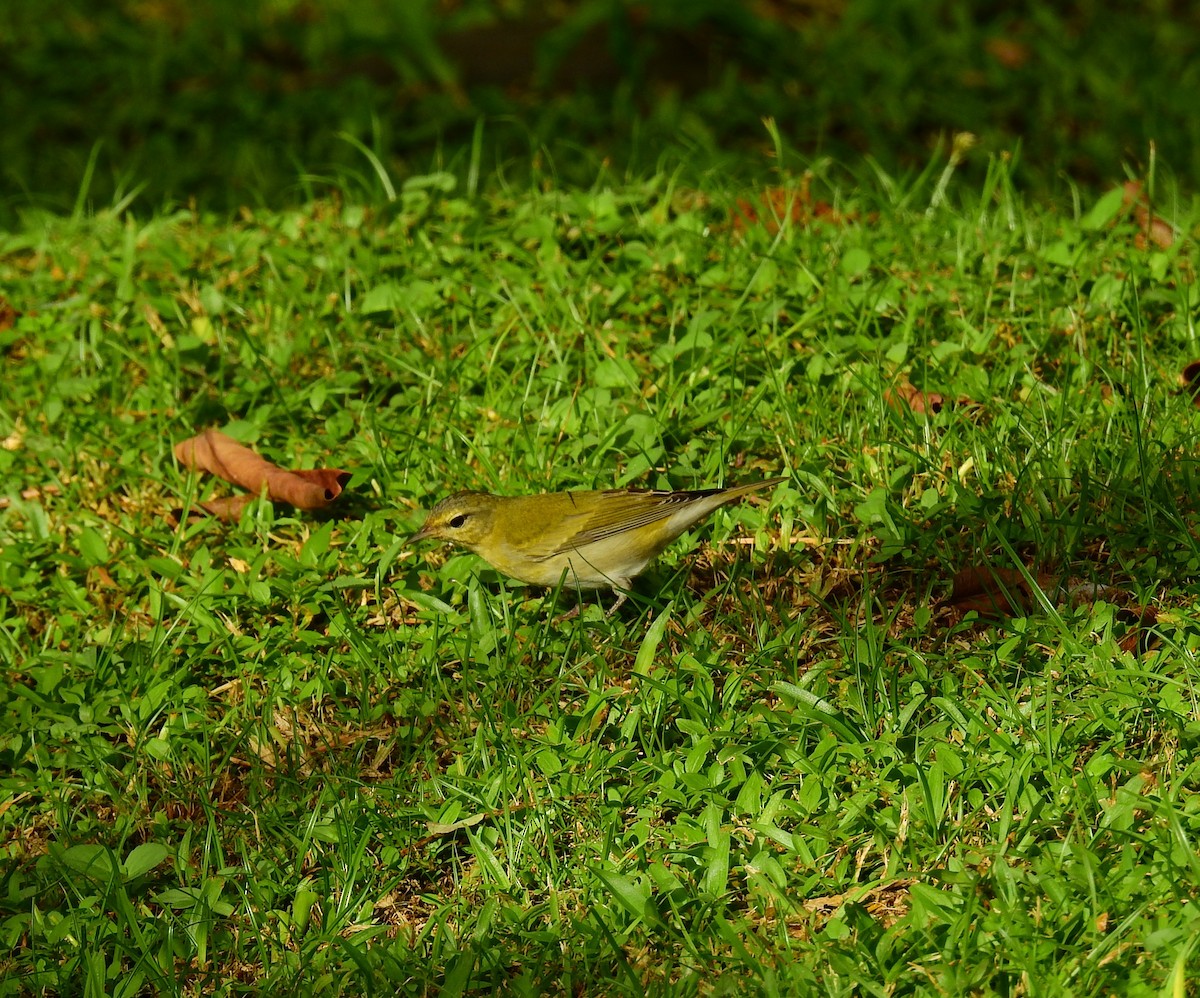 Червоїд світлобровий - ML646403075