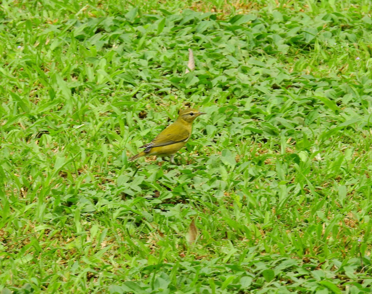 Червоїд світлобровий - ML646403076