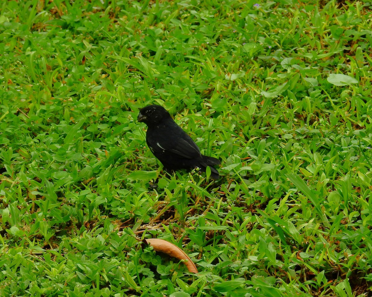 Variable Seedeater - ML646403077