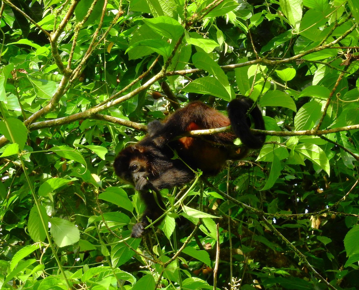 Mantled Howler Monkey - ML646403078