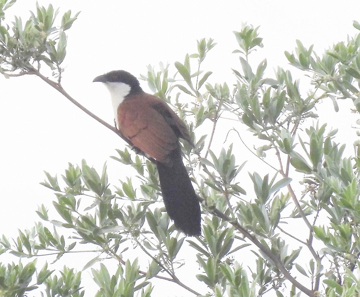 Senegal Coucal - ML646403083