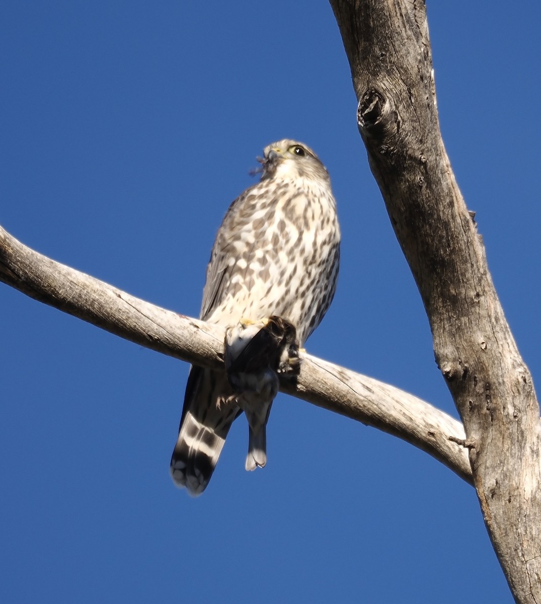 Merlin - ML646403084