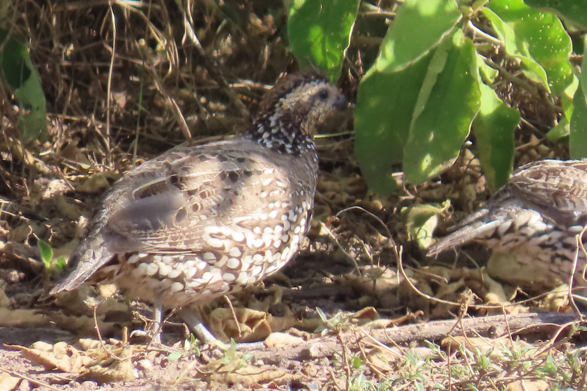 Spot-bellied Bobwhite - ML646403094