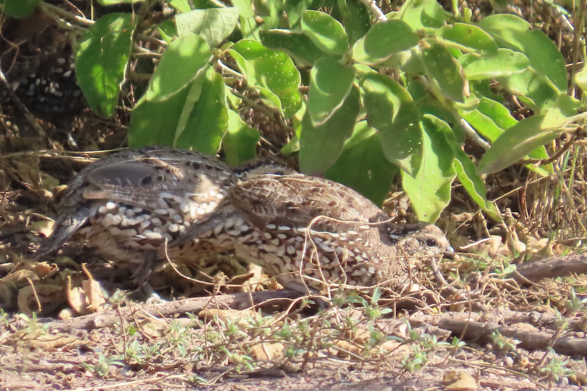 Spot-bellied Bobwhite - ML646403095