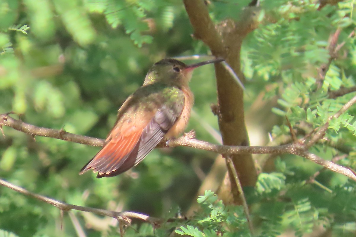 Cinnamon Hummingbird - ML646403100