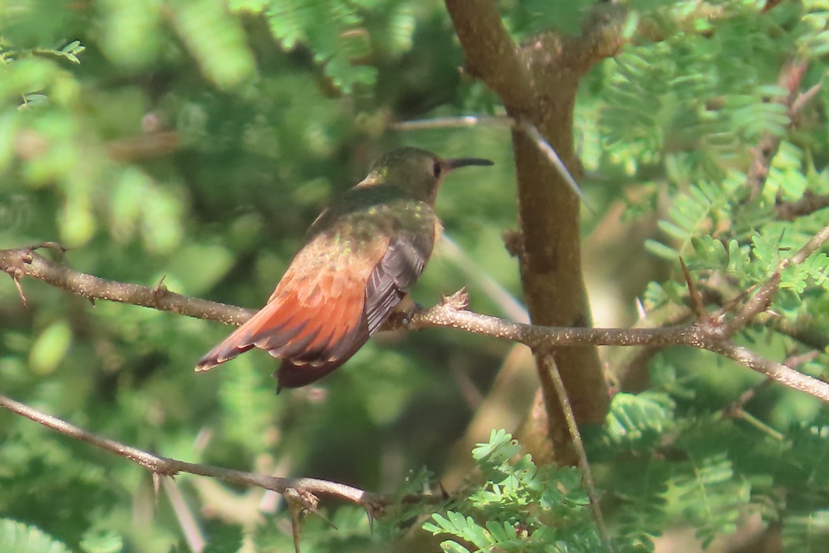 Cinnamon Hummingbird - ML646403101