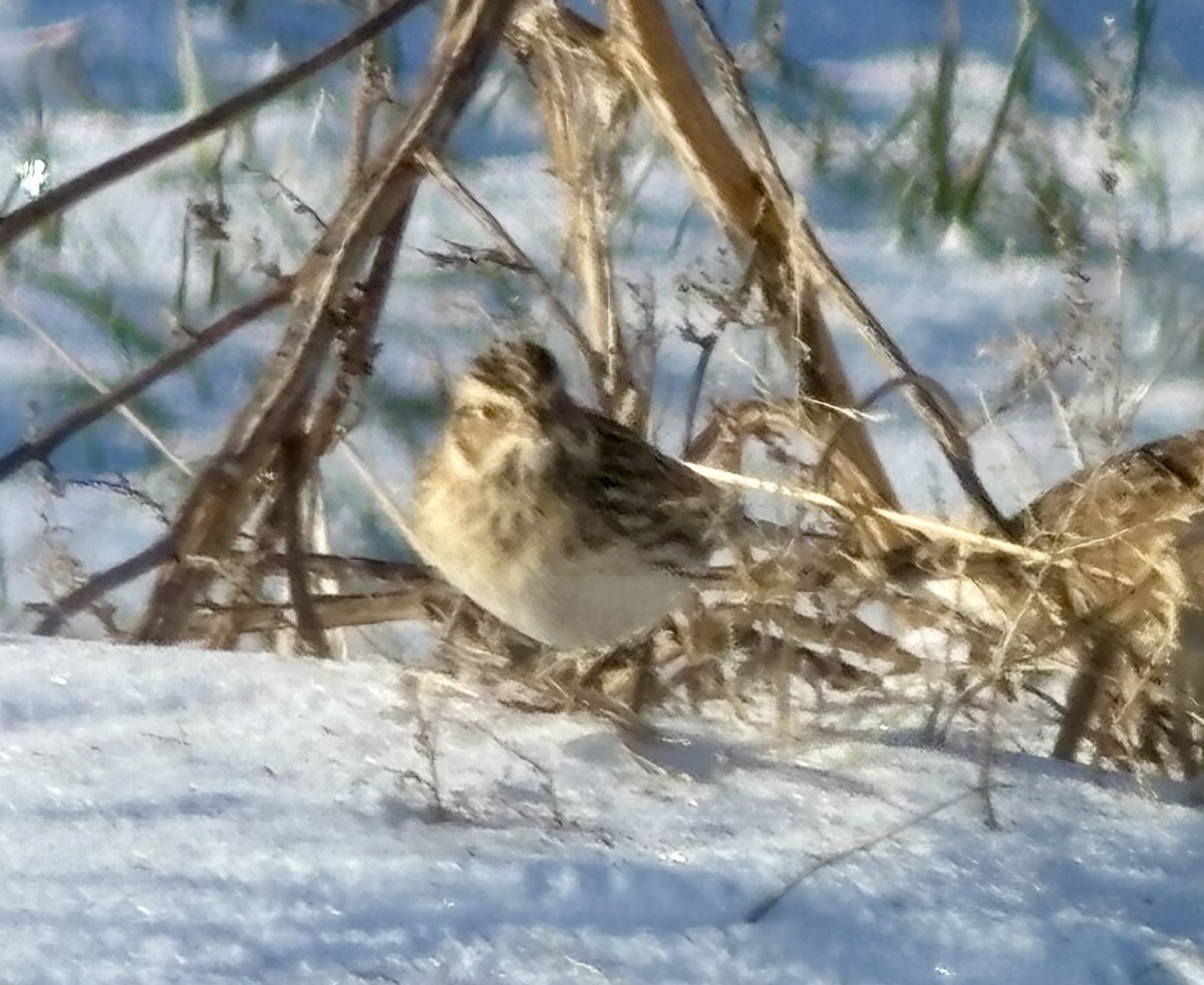 Lapland Longspur - ML646403102