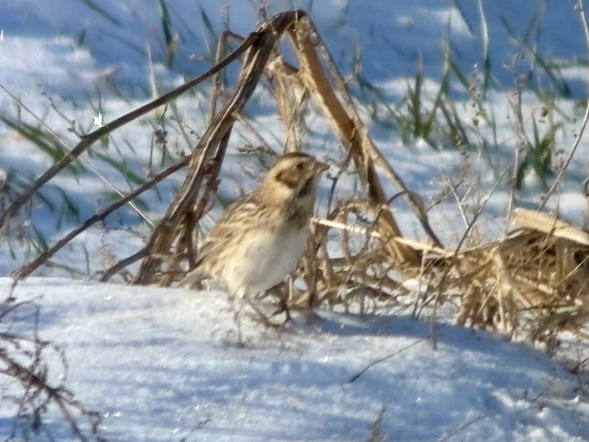 Lapland Longspur - ML646403103