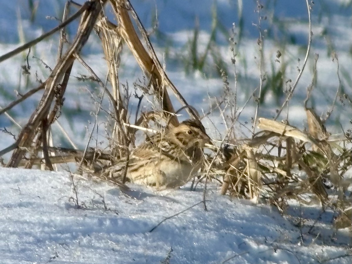 Lapland Longspur - ML646403104