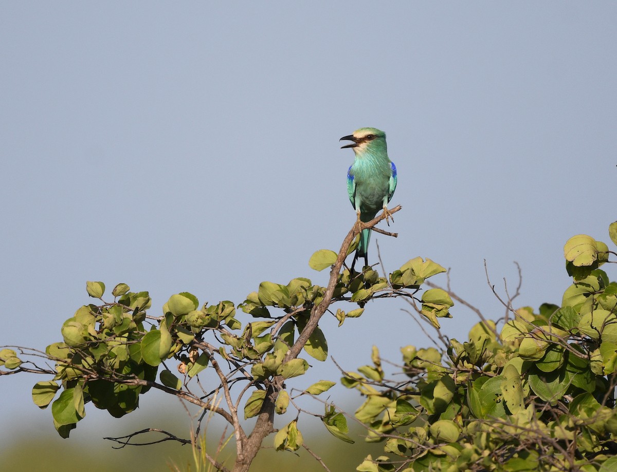 Abyssinian Roller - ML646403105