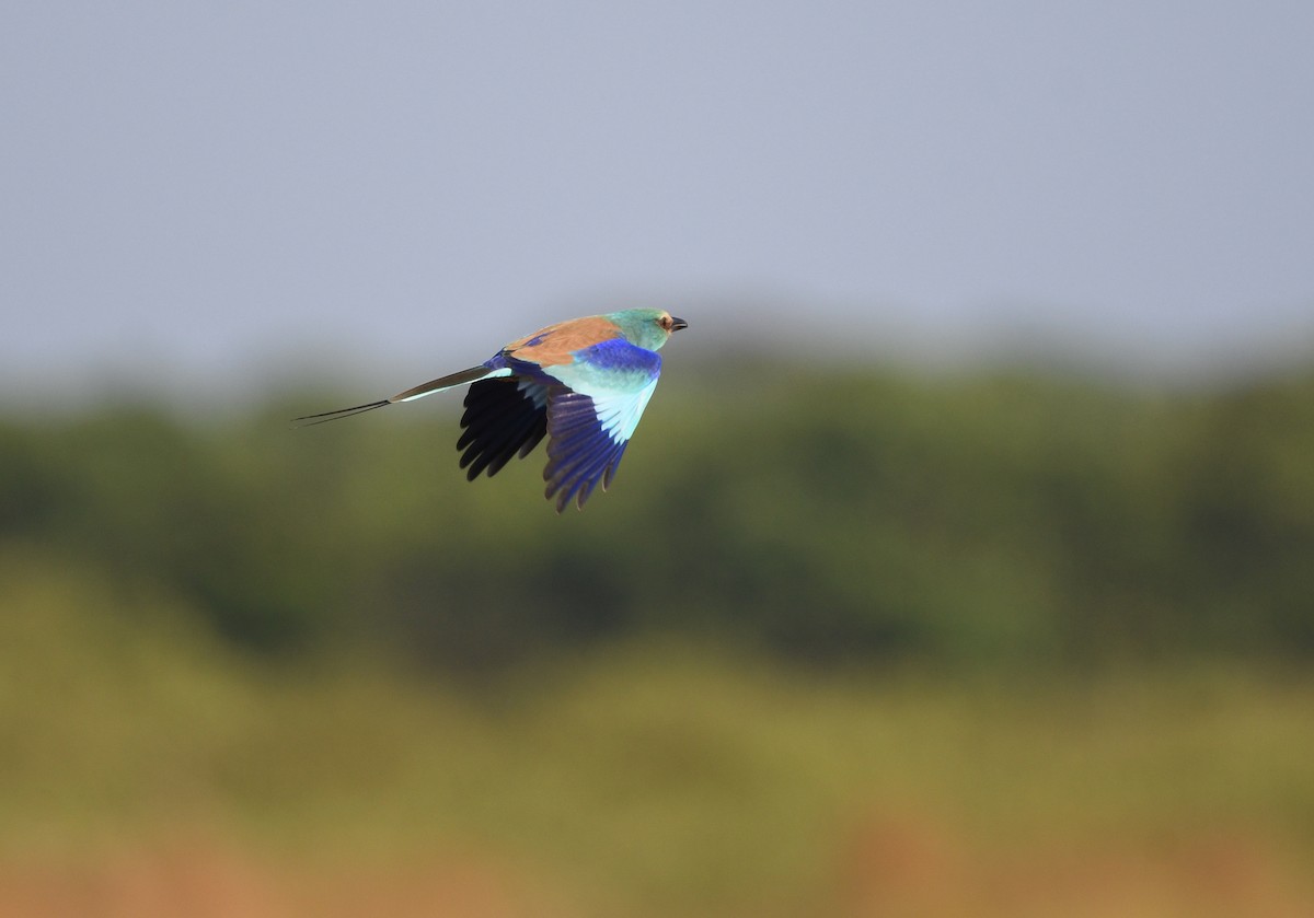 Abyssinian Roller - ML646403106
