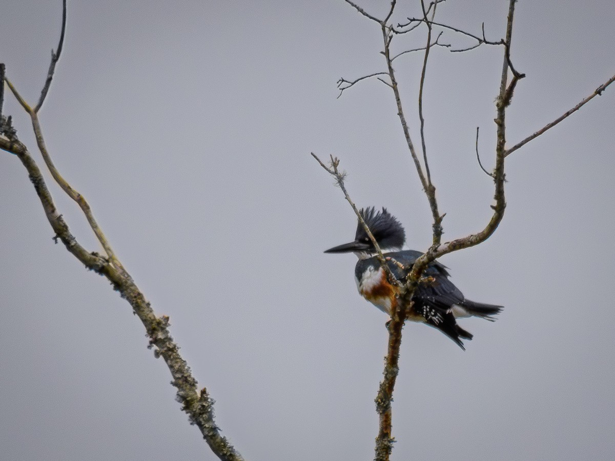 Belted Kingfisher - ML646403107