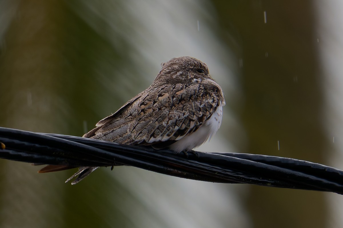 Sand-colored Nighthawk - ML646403108