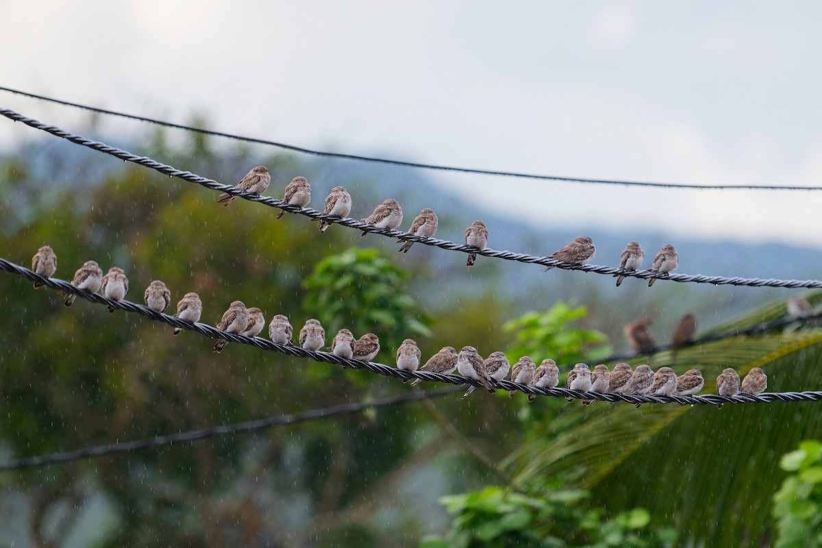 Sand-colored Nighthawk - ML646403109