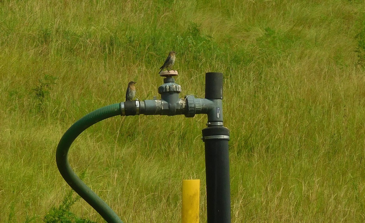 Eastern Bluebird - ML64640311