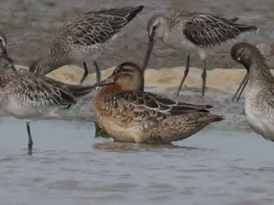 Чирок-трескунок - ML646403112