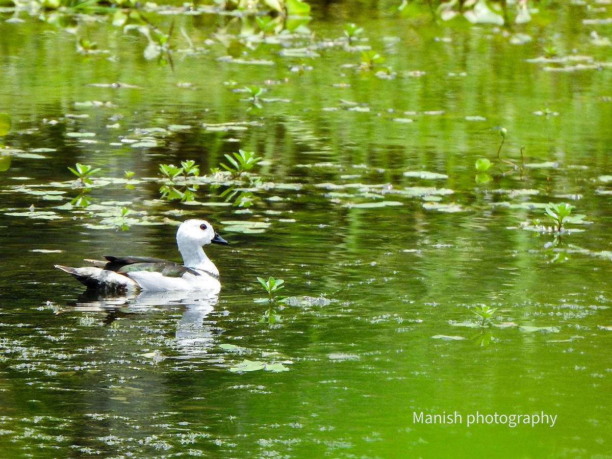 Anserelle de Coromandel - ML646403114