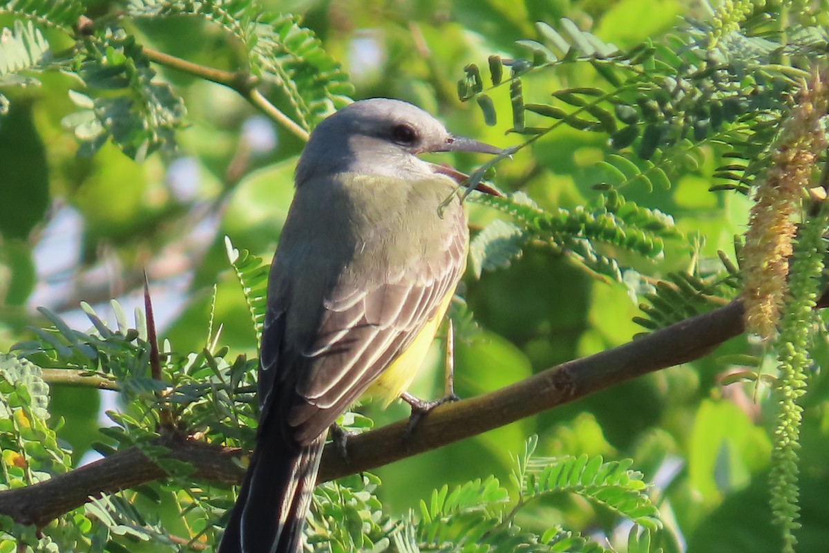 Tropical Kingbird - ML646403117