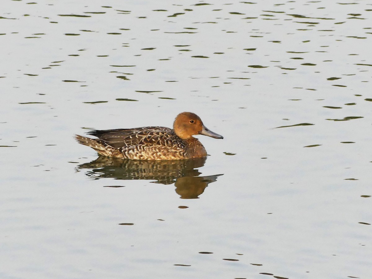 Northern Pintail - ML646403118