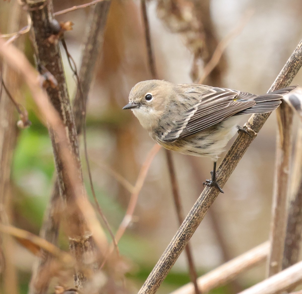 lesňáček žlutoskvrnný - ML646403121