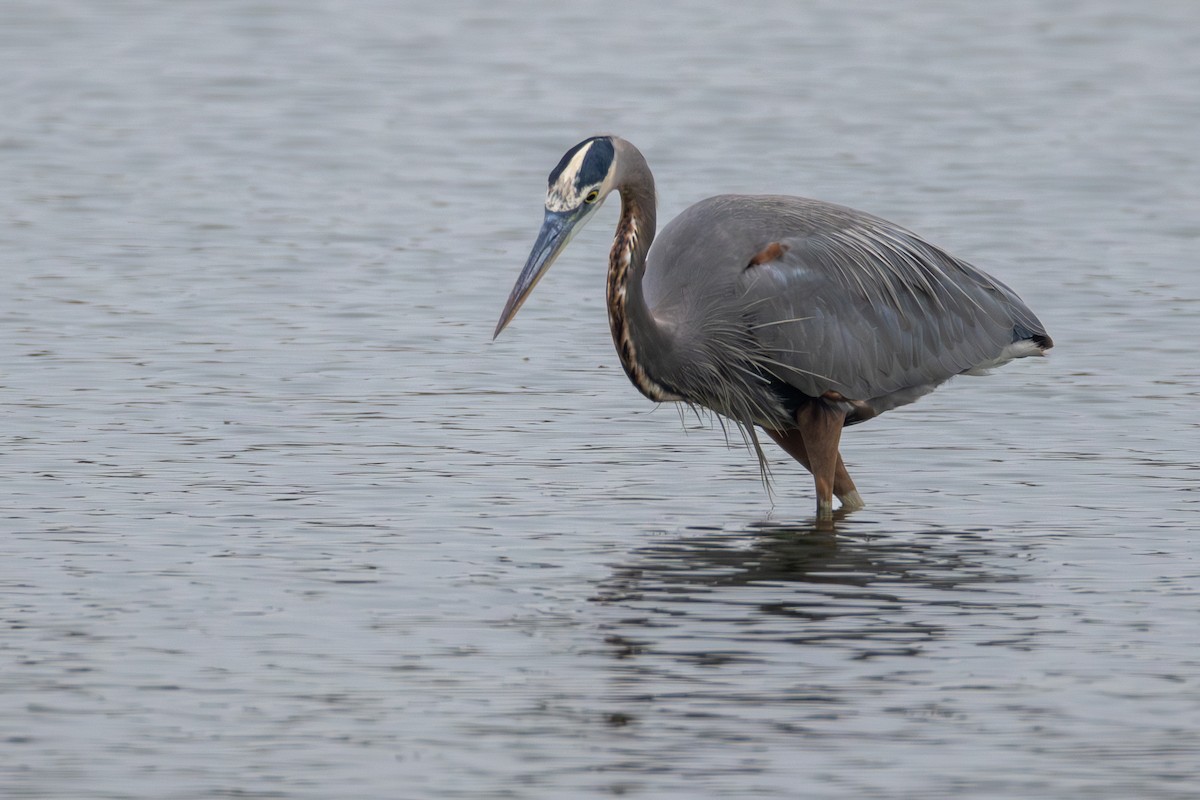 Great Blue Heron - ML646403127