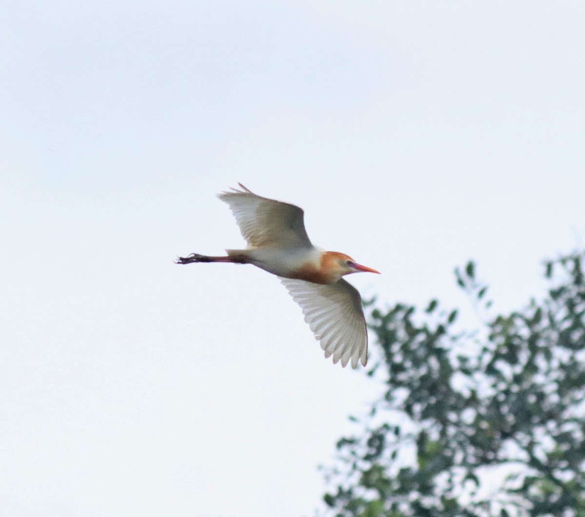 Eastern Cattle-Egret - ML646403132