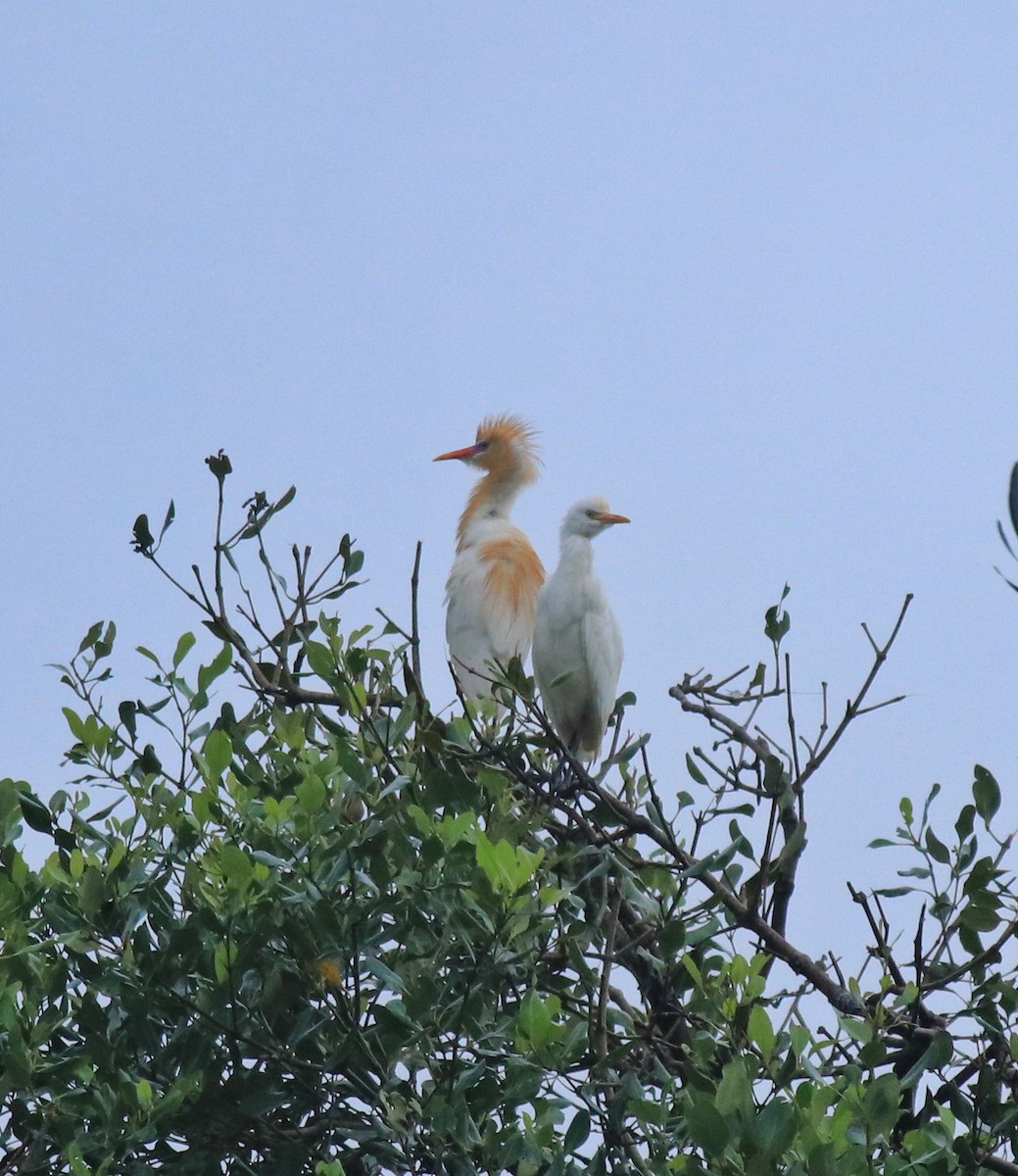 Eastern Cattle-Egret - ML646403133